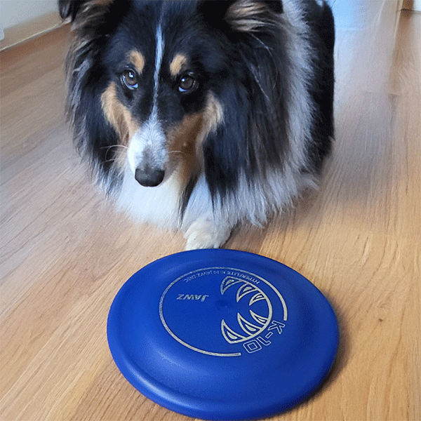 puncture-resistant Dog Disc Hyperflite Jawz - blue